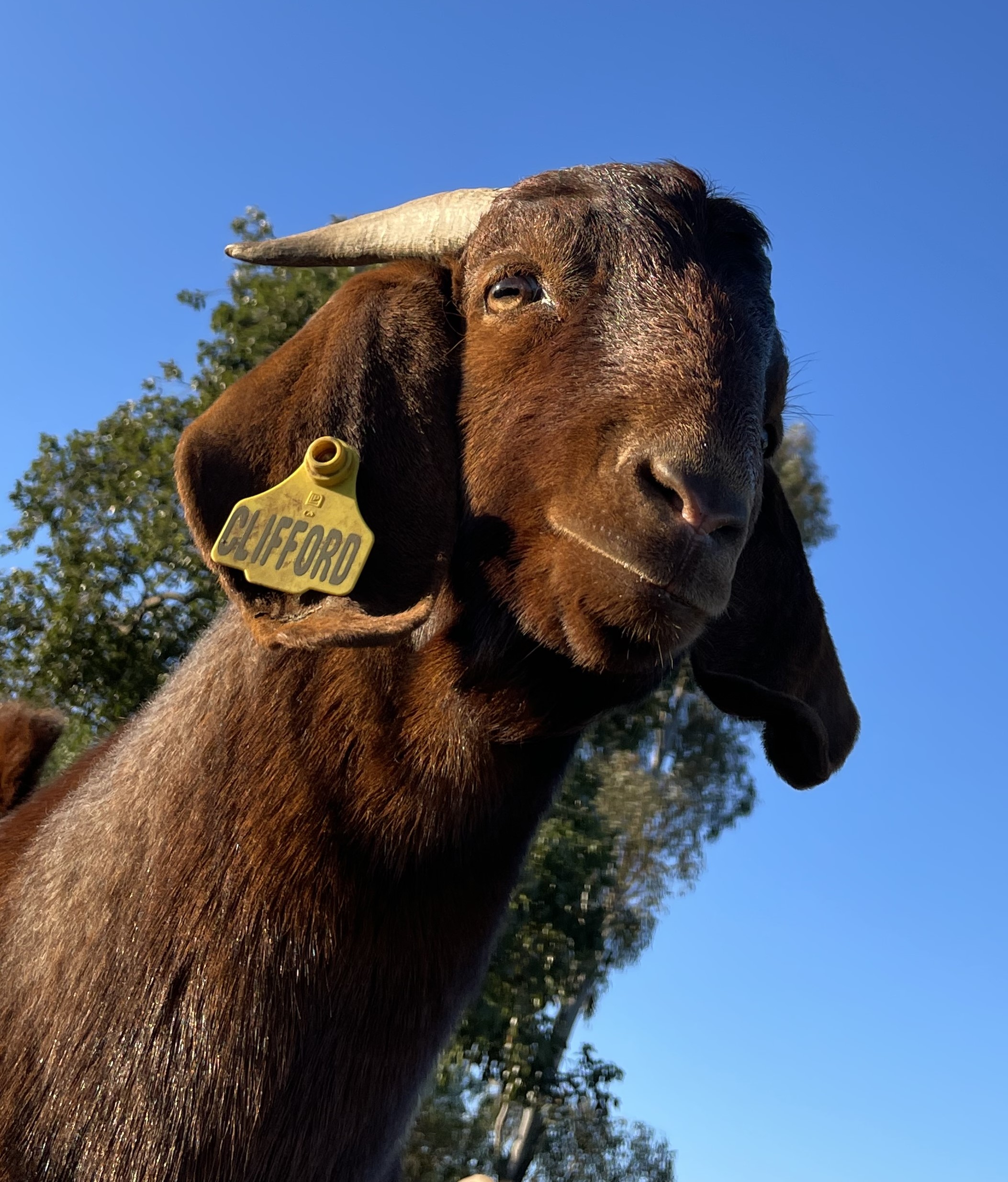 Goat tag