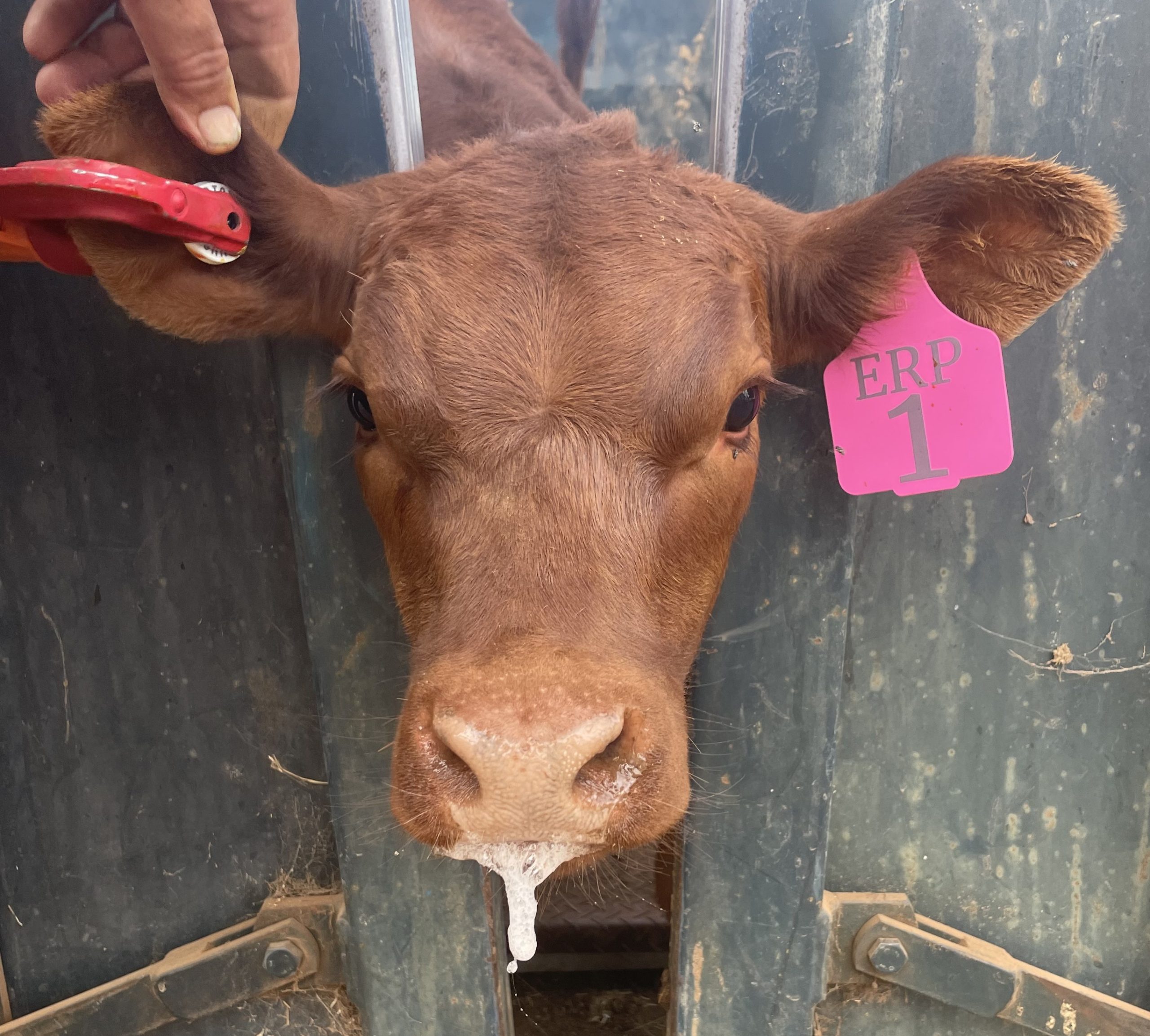 Cattle tag