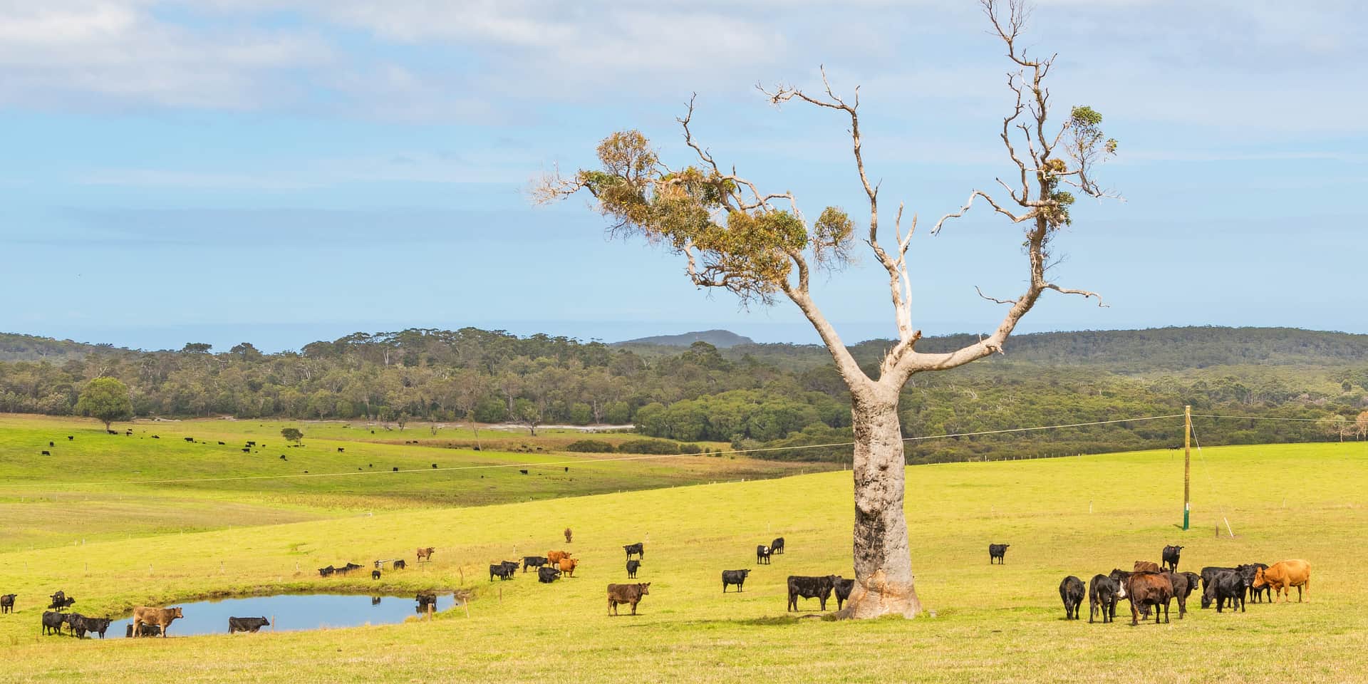 Eartags Warehouse cows in paddock